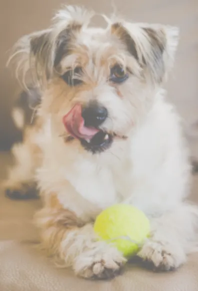 Dog with Tongue and Ball at BreedAbove